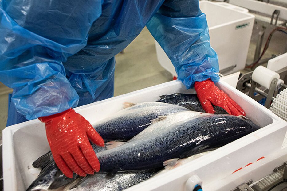 Embalamento de salmão